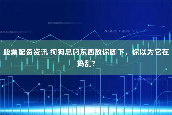 股票配资资讯 狗狗总叼东西放你脚下，你以为它在捣乱?